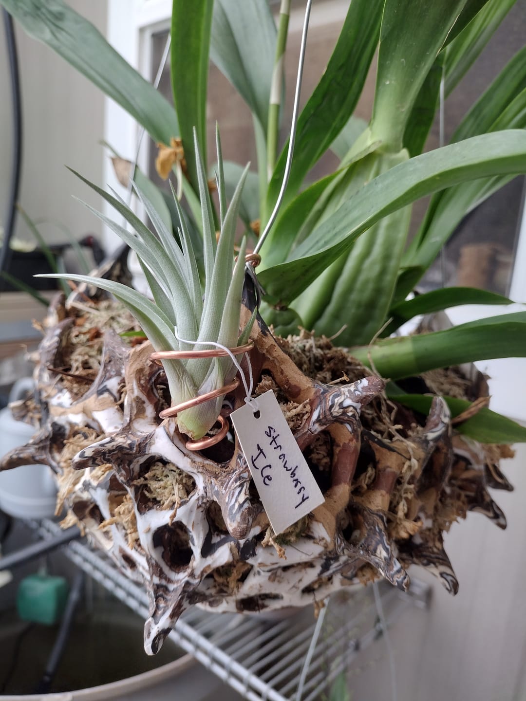 Customer photo review of Bermejoensis  (BEAUTIFUL Flower When In Bloom)