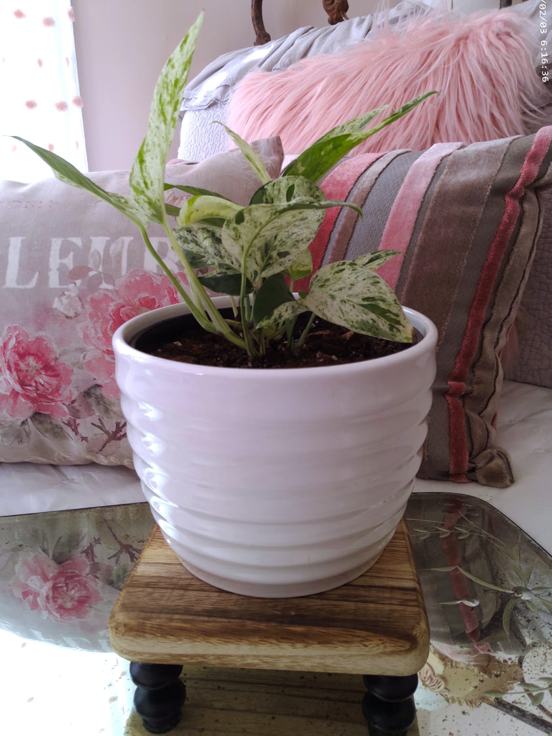 Customer photo review of Pothos Epipremnum pinnatum 'Marble'