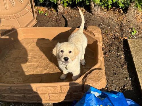 Customer photo review of 12 Inch Standard Bully Stick