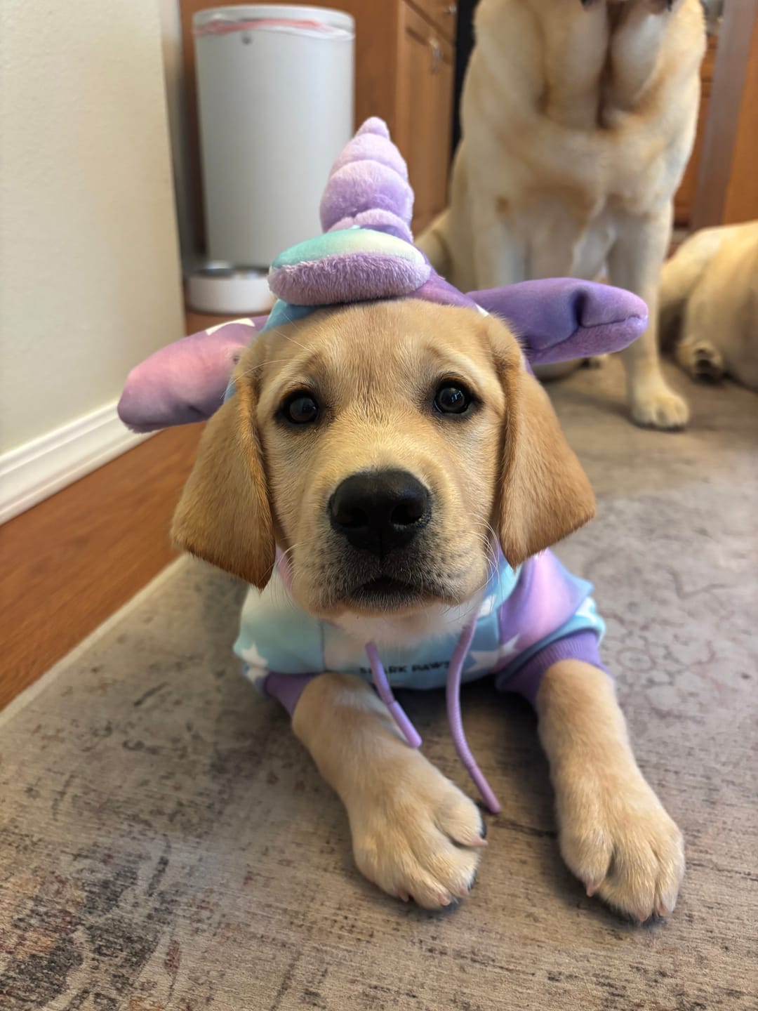 Customer photo review of Halloween Dog Hoodie - Unicorn