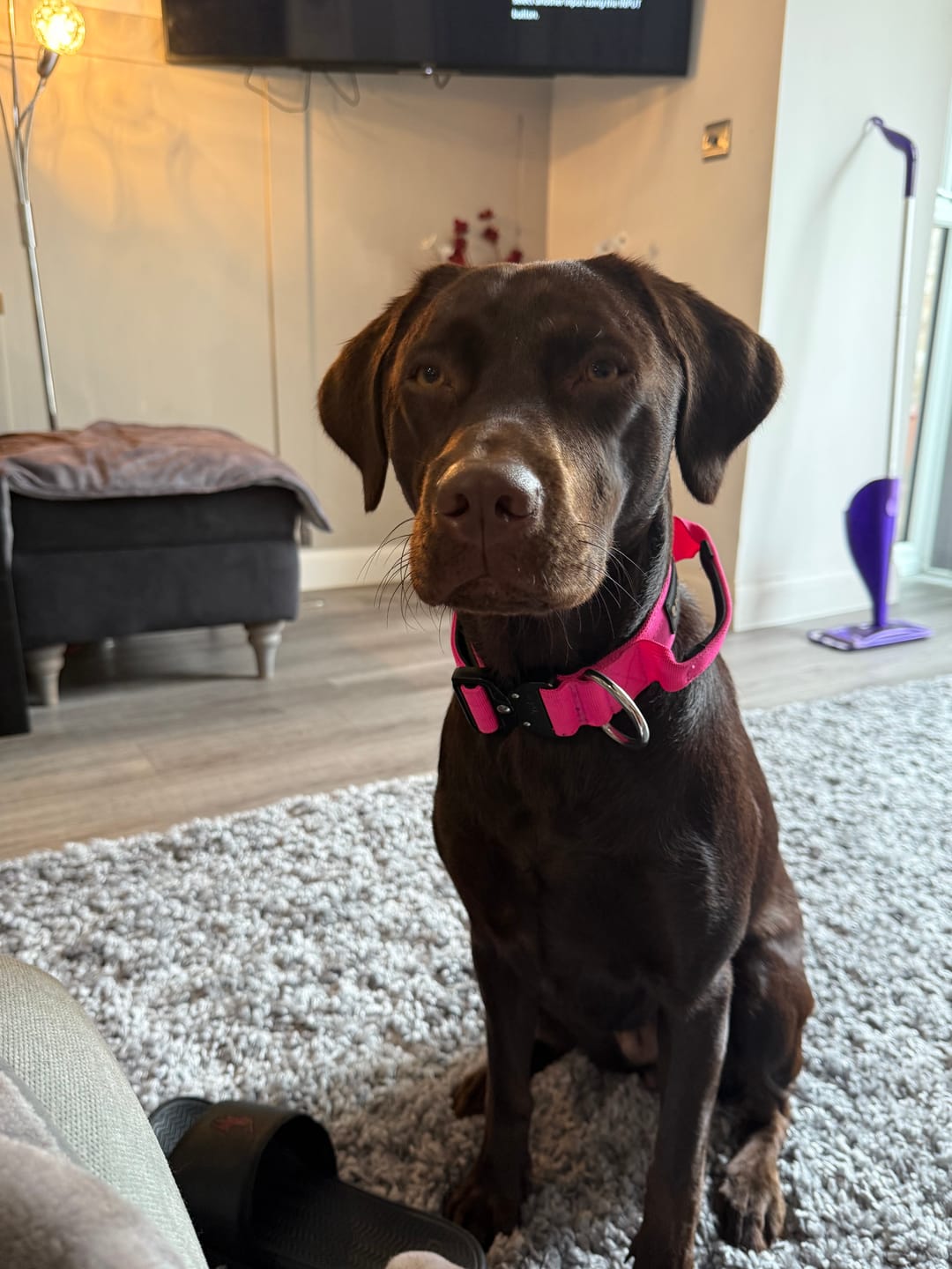Customer photo review of Performance lead - Rose pink