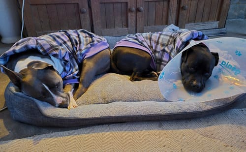 Customer photo review of Purple Plaid Dog Hoodie