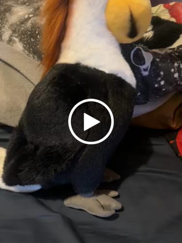 Customer video review of Wreathed Hornbill Bird Soft Stuffed Plush Toy