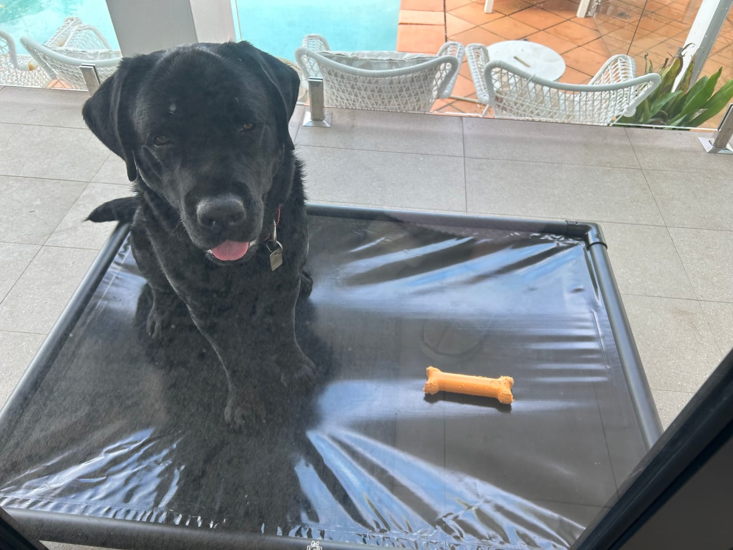 Customer photo review of Reinforced Elevated TuffyBed