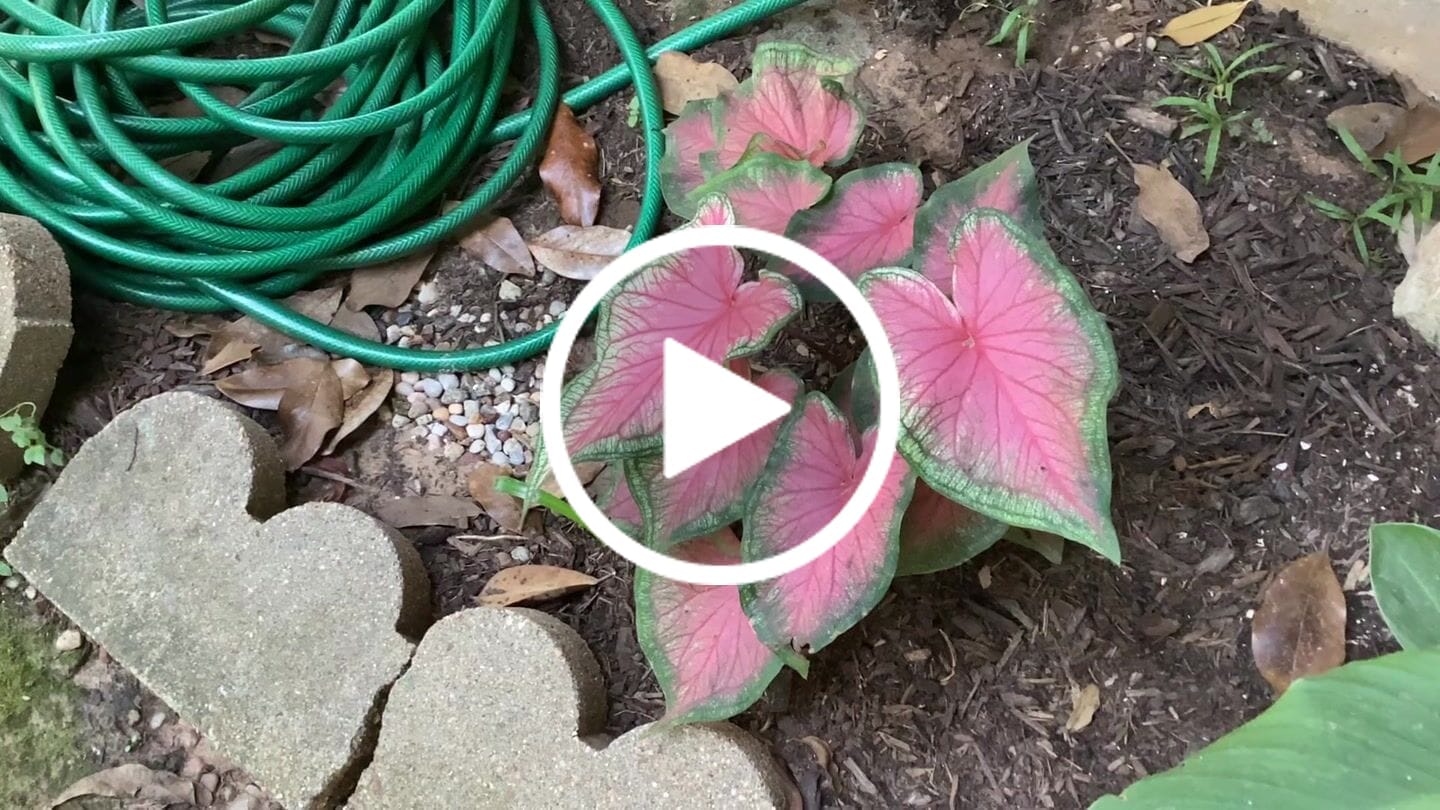 Customer video review of Ancient Soil: Organic Living Soil for Thriving Plants