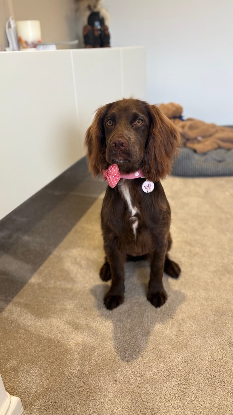 Customer photo review of Disney© Tough Trails™ Harness - Piglet
