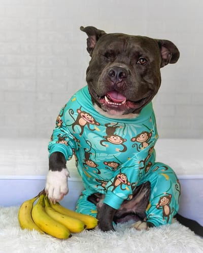 Customer photo review of Dog Pajama - Monkey Business