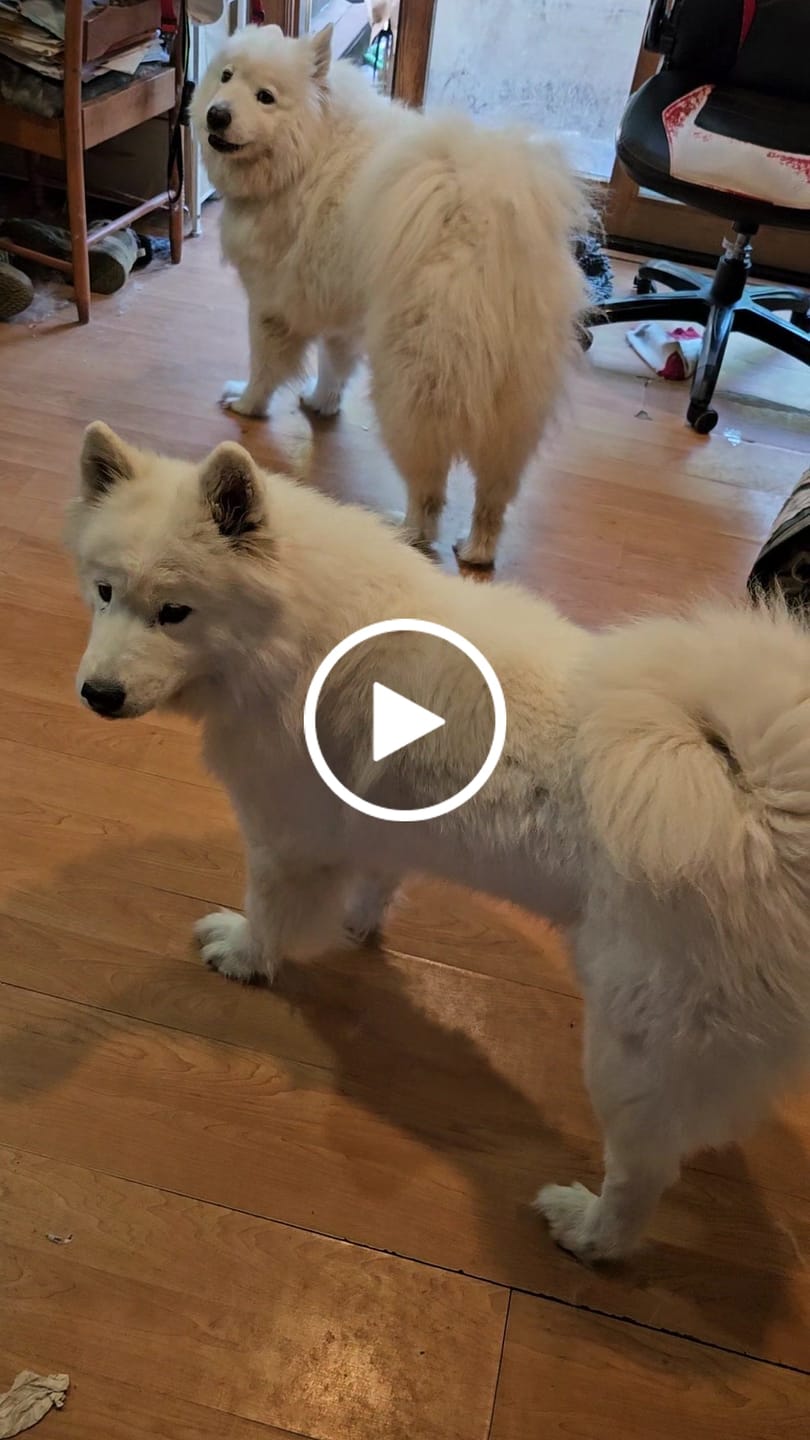 Customer video review of Fetch Dog Food Supplement