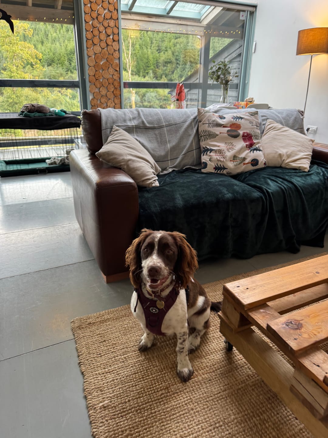 Customer photo review of Trail & Glow® Dog Harness - Mulberry Tweed