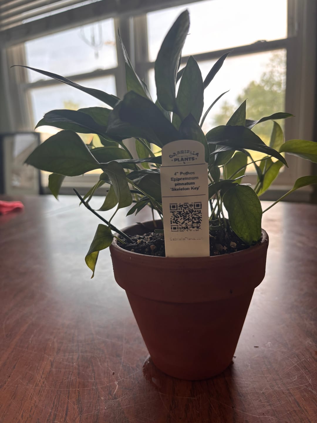 Customer photo review of Pothos Epipremnum pinnatum 'Skeleton Key'