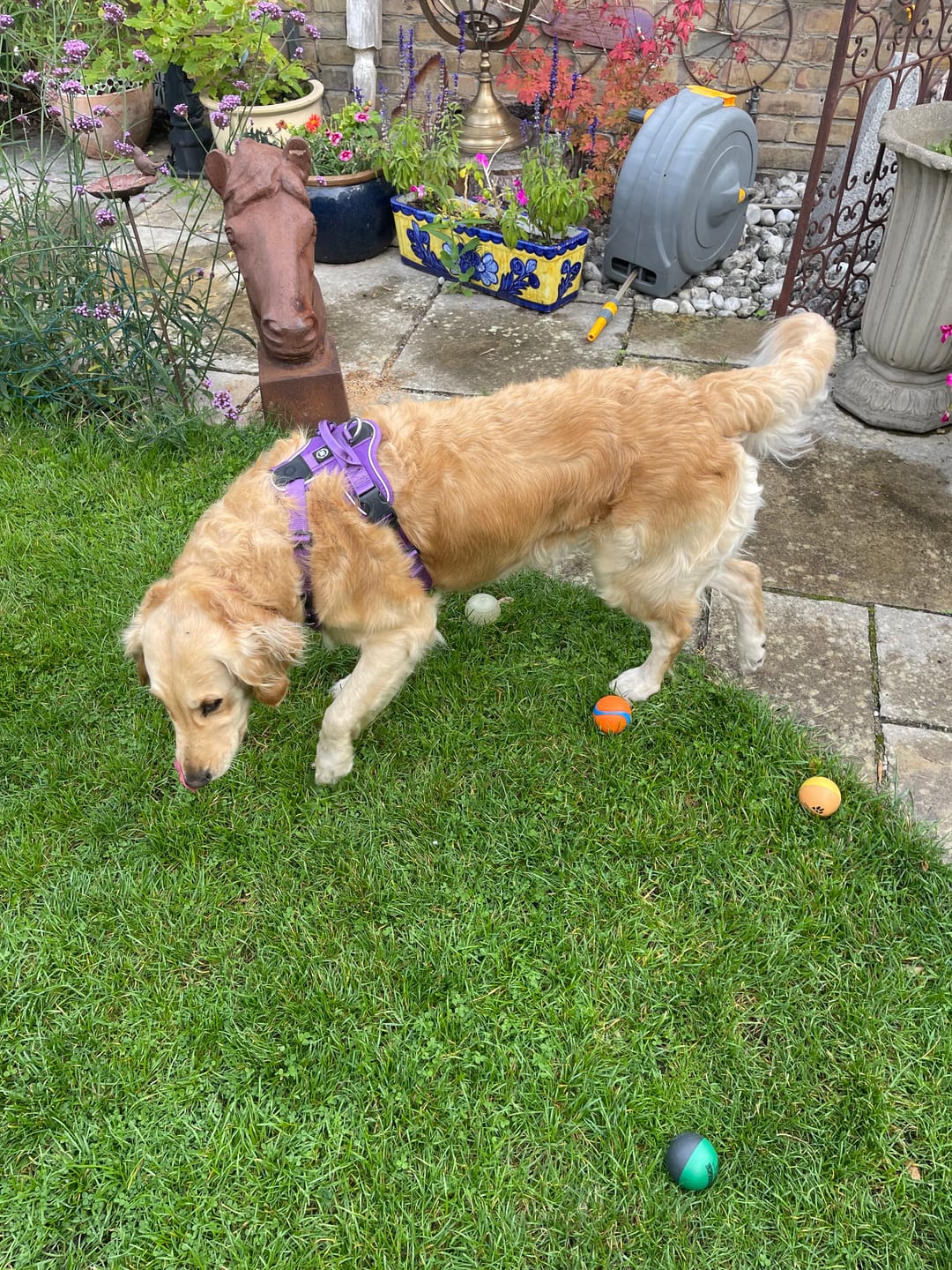 Customer photo review of Anti Pull Hurricane Harness - With Handle - Purple