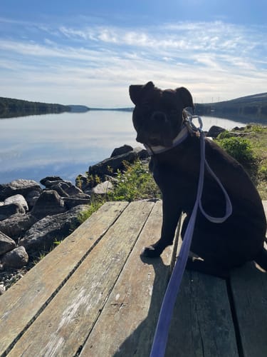 Customer photo review of Guard Leash Safe Baby Purple - Väktarkoppel med handtag & reflex