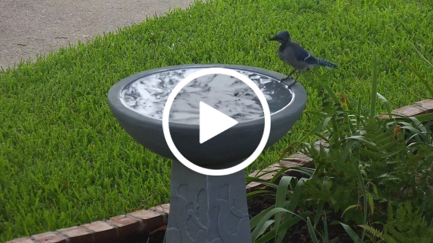 Customer video review of Ginko Tall Solar Bird Bath