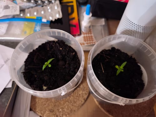 Customer photo review of Samen Anleitung