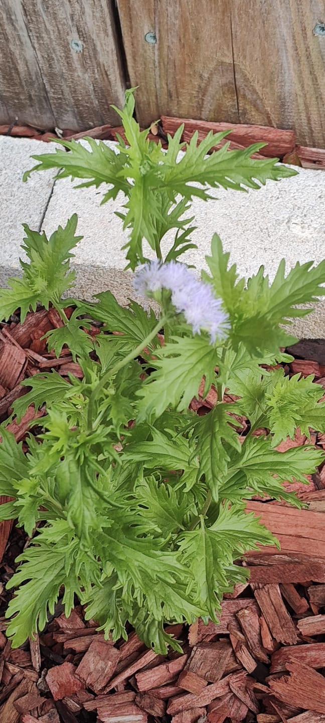 Customer photo review of Gregg's Mistflower