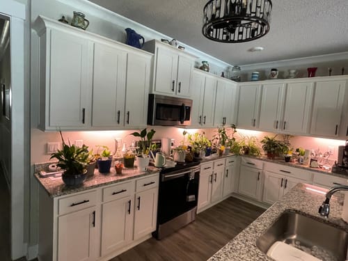 Customer photo review of Houseplant Pest Spray