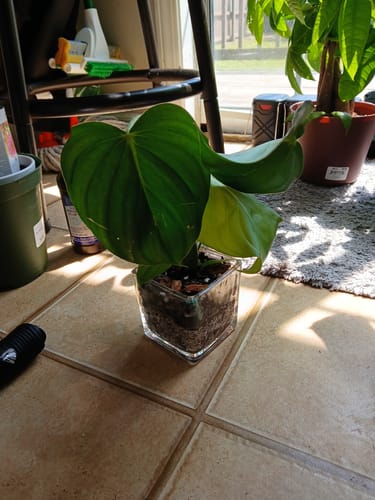 Customer photo review of Philodendron McDowell