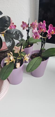 Customer photo review of Duftorchideen Table Dance im 3er Set mit 2 Rispen