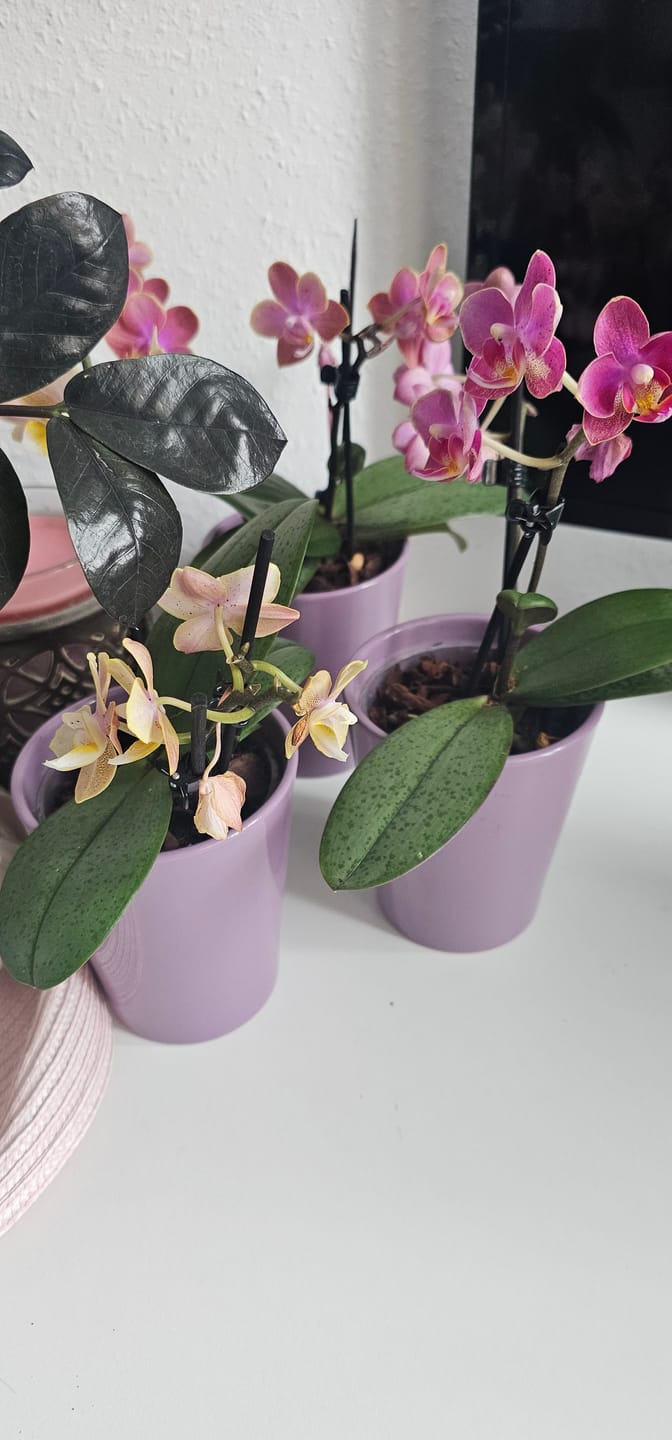 Customer photo review of Duftorchideen Table Dance im 3er Set mit 2 Rispen