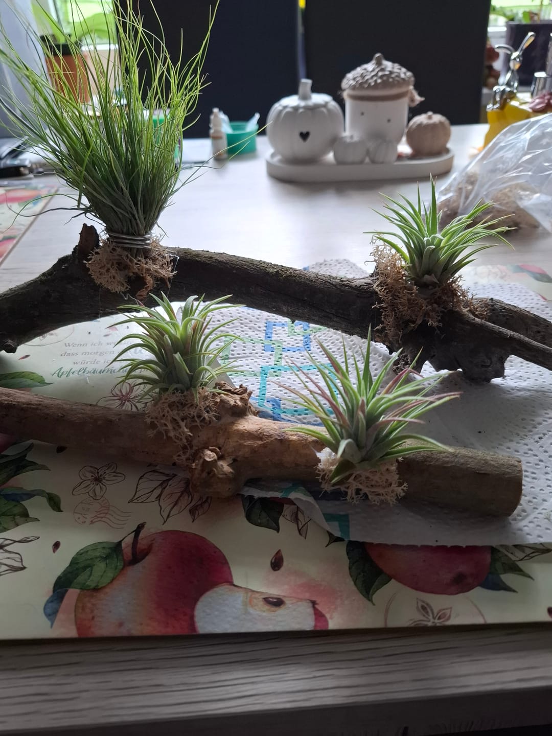 Customer photo review of Tillandsia ionantha