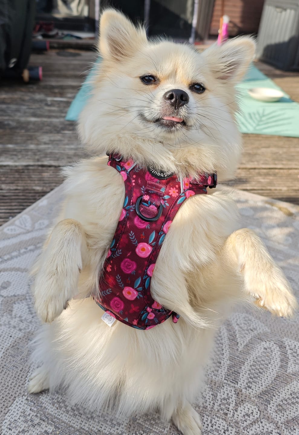 Customer photo review of Tough Trails™ Harness - Mable's Meadow