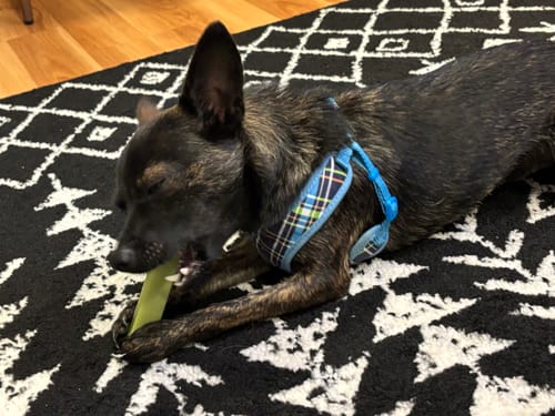 Customer photo review of 4-Stick Yak Chew Pack – Mint, Banana, Strawberry & Pumpkin