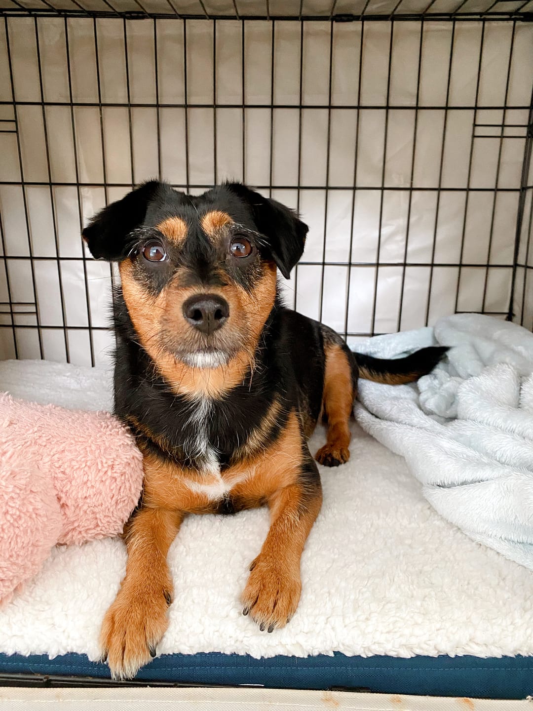 Customer photo review of Winter Cover for Kangaroo Crate Mat