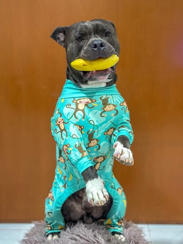 Customer photo review of Dog Pajama - Monkey Business