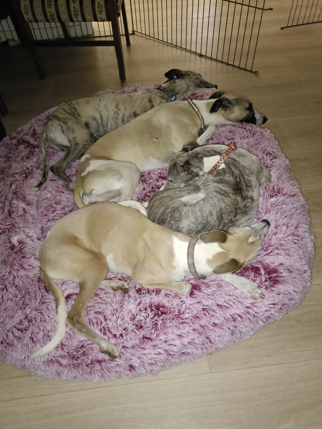 Customer photo review of Premium Calming Pet Bed with Removable Cover