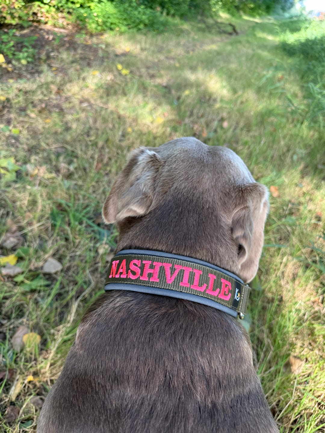 Customer photo review of Neoprene Dog Collar with Name - L | 4Kyon