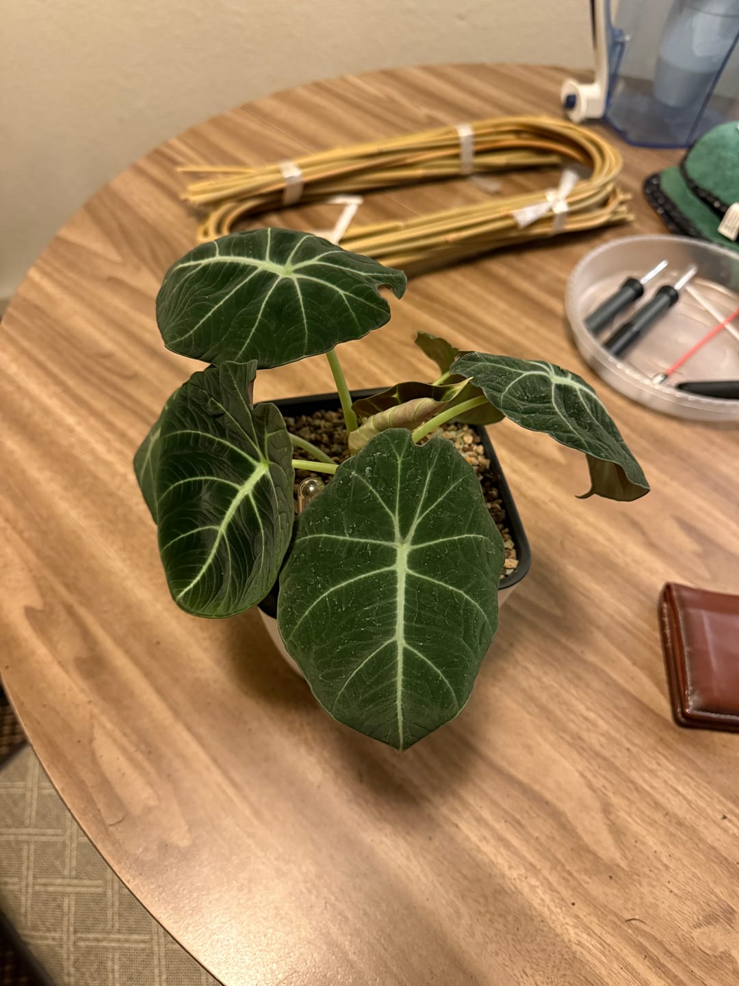 Customer photo review of Alocasia reginula "Black Velvet"