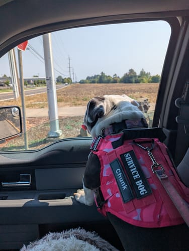 Customer photo review of Classic Heavy-Duty Tactical No-Pull Team K9™ Dog Harness With Front & Back D-Rings, Quick-Release Metal-Buckles, Hook & Loop Panels, & Top Handle