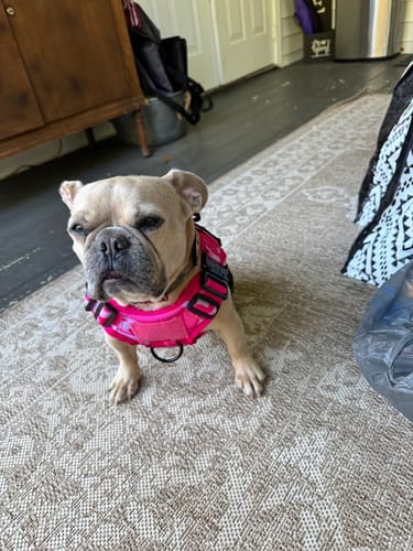 Customer photo review of Classic Heavy-Duty Tactical No-Pull Team K9™ Dog Harness With Front & Back D-Rings, Quick-Release Metal-Buckles, Hook & Loop Panels, & Top Handle