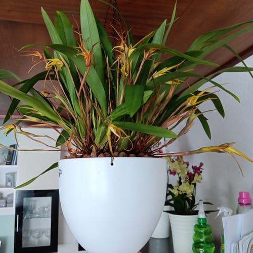 Customer photo review of Maxillaria bradei Hybride im Ampeltopf mit gelben Blüten und 25+ Rispen