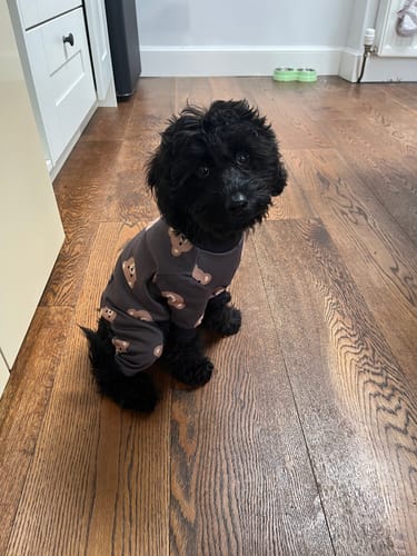 Customer photo review of Dog Pajama - Bear Black