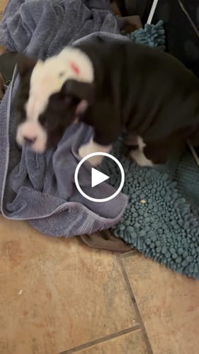 Customer video review of Beef Gullet Jerky Sticks 6"