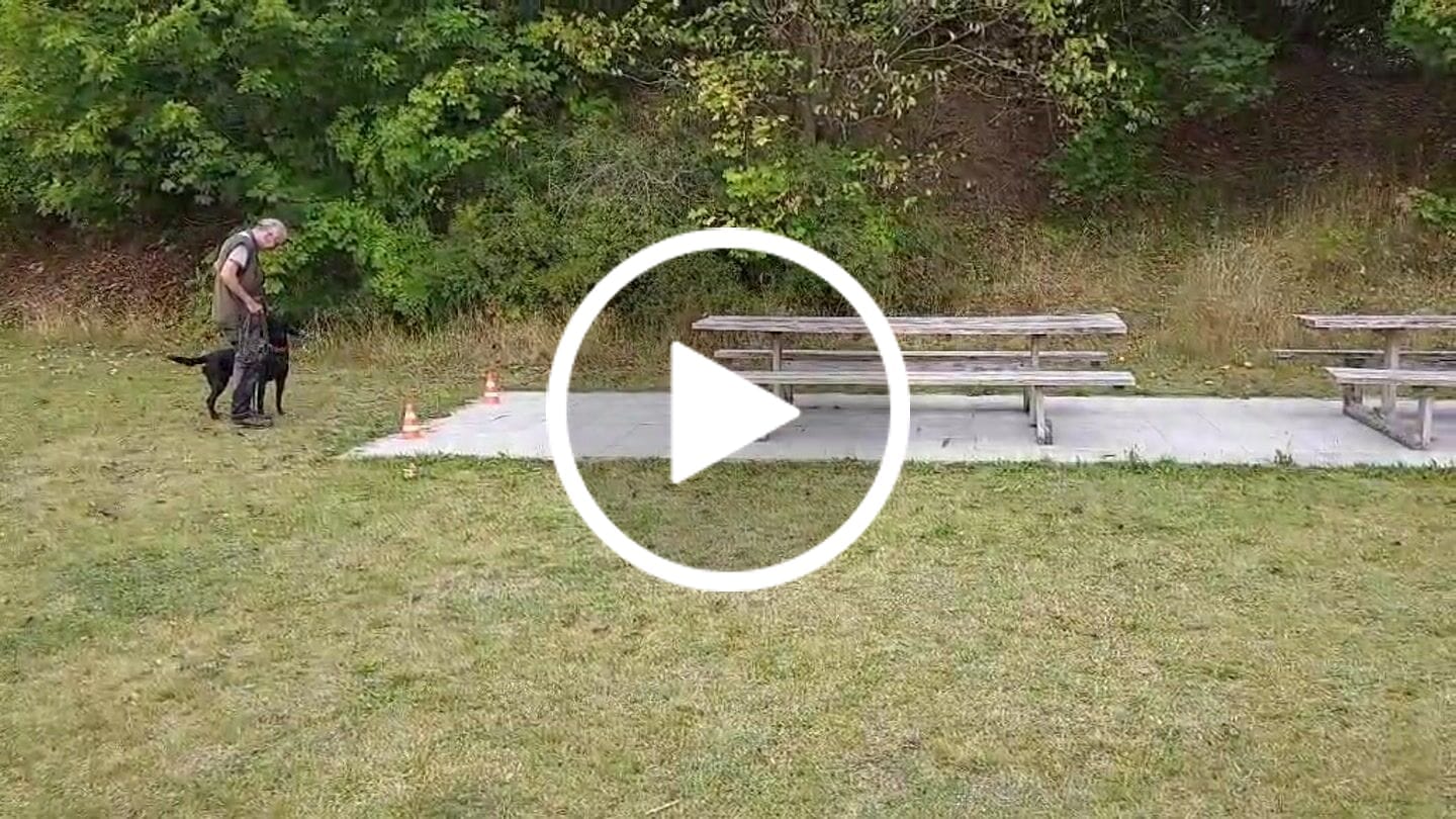Customer video review of Dog Copenhagen Comfort Walk Air™ hundesele Wild Rose