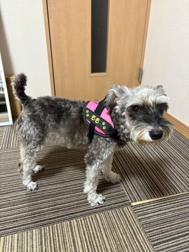 Customer photo review of FunFunPet 高機能ハーネス（お名前タグ作成サービス付き）