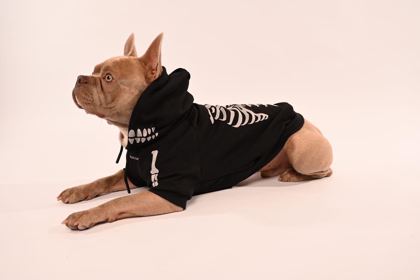 Customer photo review of Halloween Dog Hoodie - Reflective Skeleton