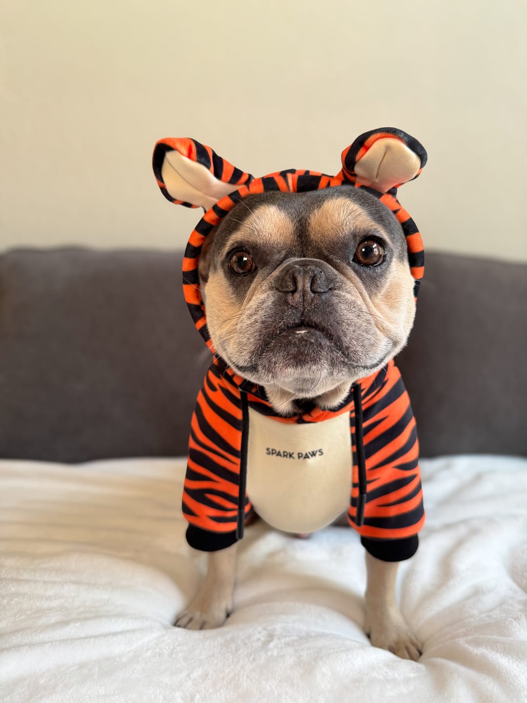 Customer photo review of Halloween Dog Hoodie - Tiger