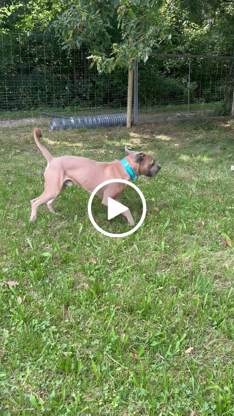 Customer video review of 5cm Combat® Collar | With Handle & Secure Clip - Light Blue