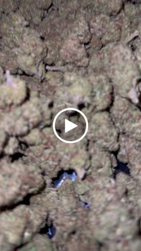 Customer video review of Raspberry Kush - Bulk - Indica