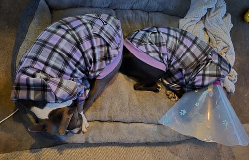 Customer photo review of Purple Plaid Dog Hoodie