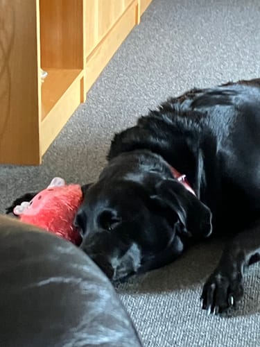 Customer photo review of Companion - Den buttede Gris