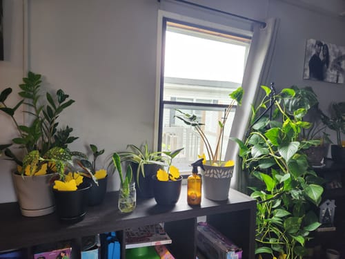 Customer photo review of Houseplant Pest Spray