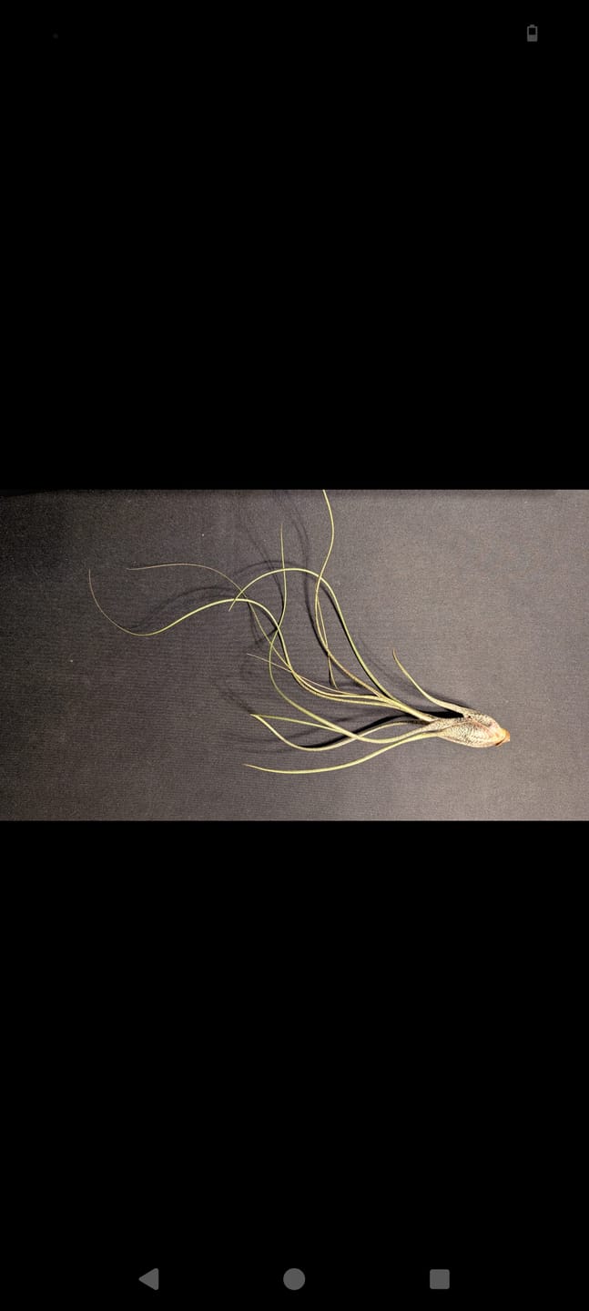 Customer photo review of Tillandsia "Curly Slim" - intermedia x streptohphylla