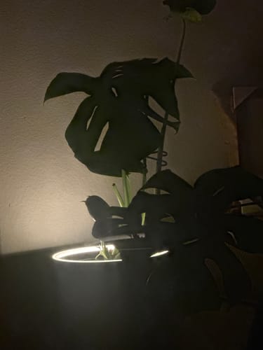 Customer photo review of Aura | Large Round LED Planter