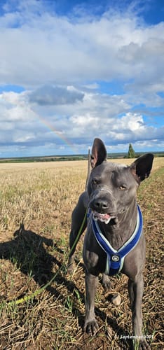 Anna K. review of Slip on Harness | Foam Padded - Blue & Turquoise image 1 out of 1