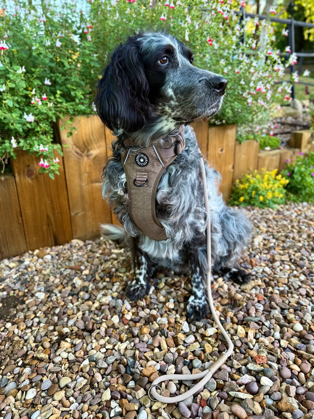 Customer photo review of Trail & Glow Tweed Dog Harness - Oxford Tweed