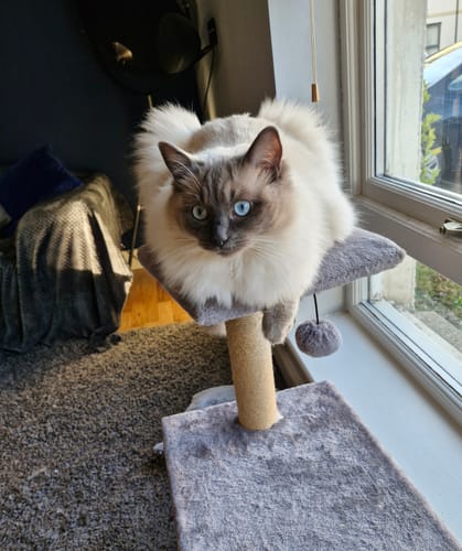 Customer photo review of 1 Month Supply – 1 Cat